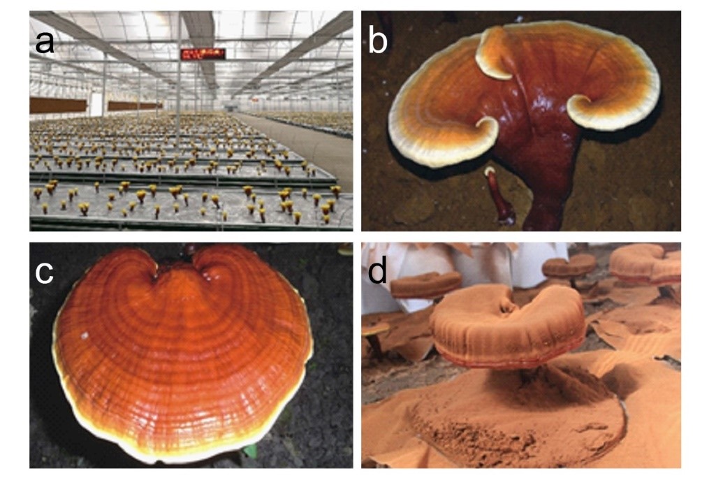亚游集团·ag8(中国)官网-只為非同凡享