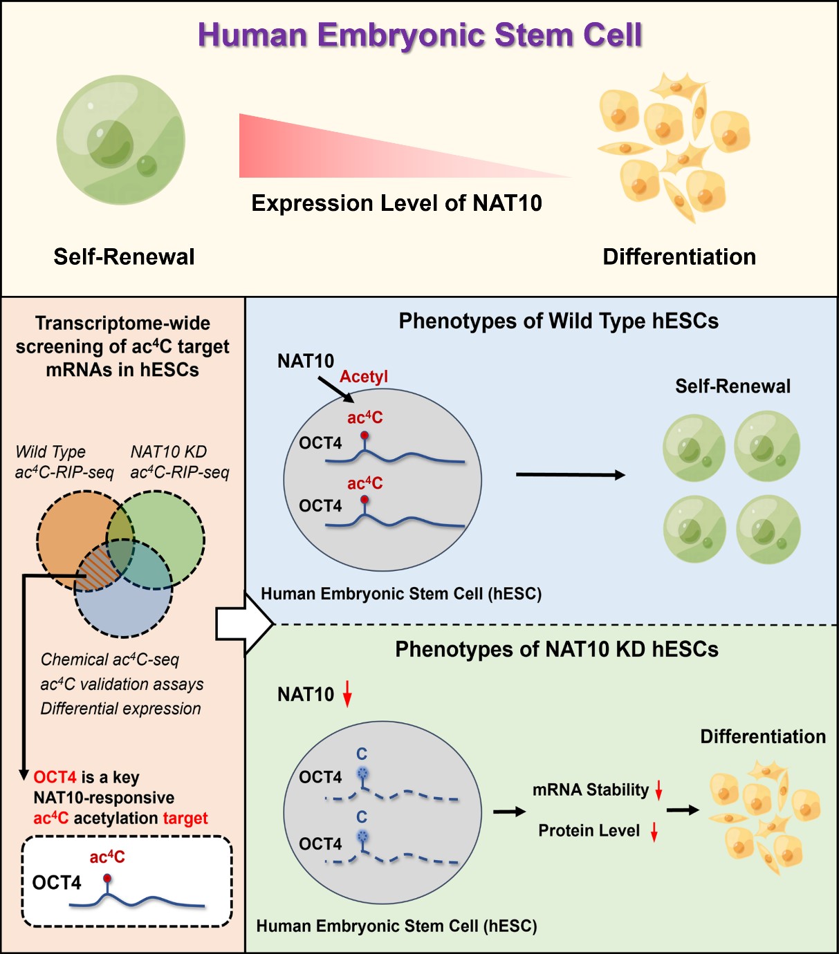 亚游集团·ag8(中国)官网-只為非同凡享