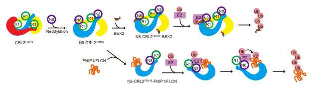 亚游集团·ag8(中国)官网-只為非同凡享